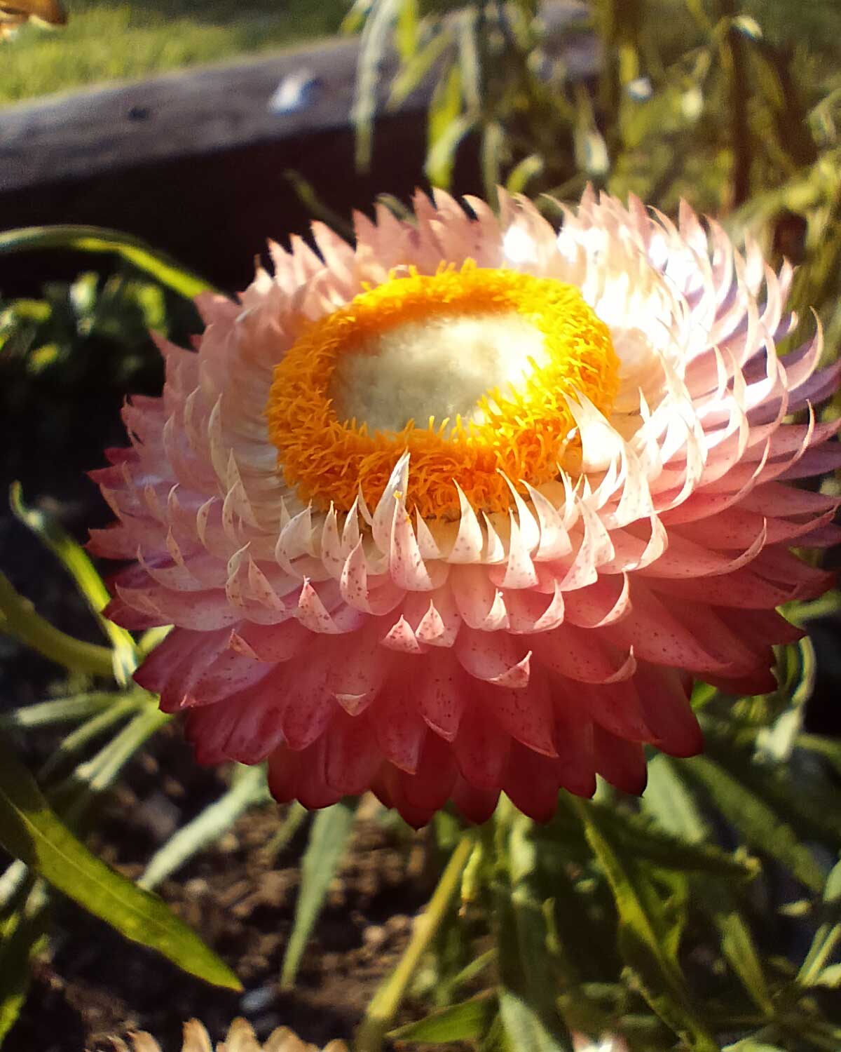 Greenpatch Strawflower