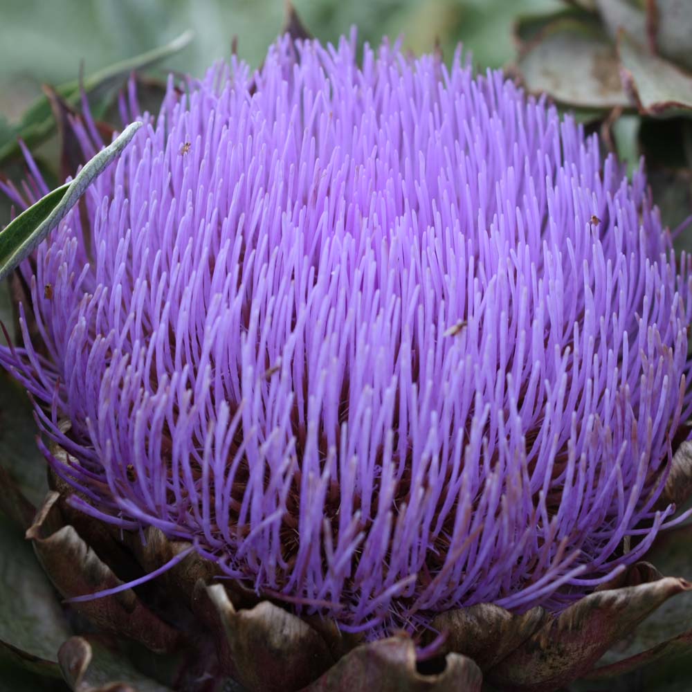 Artichoke Globe Flower