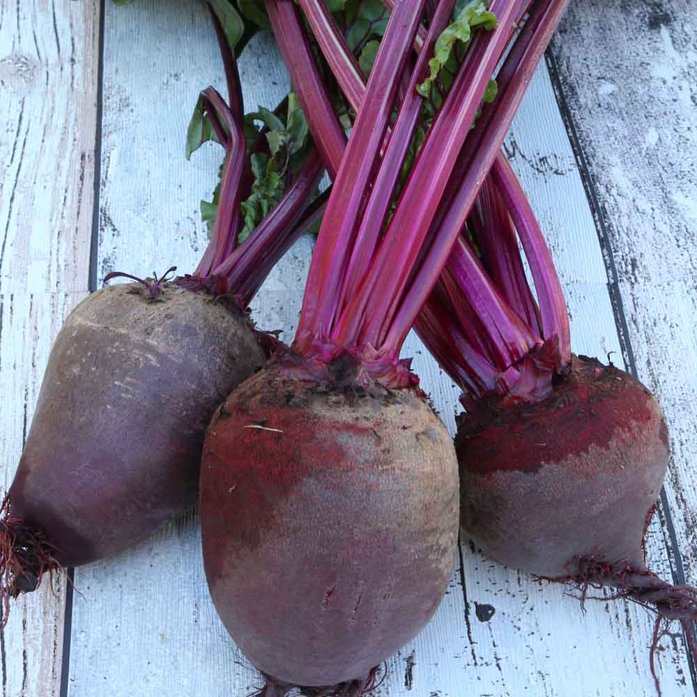 Beetroot bunch