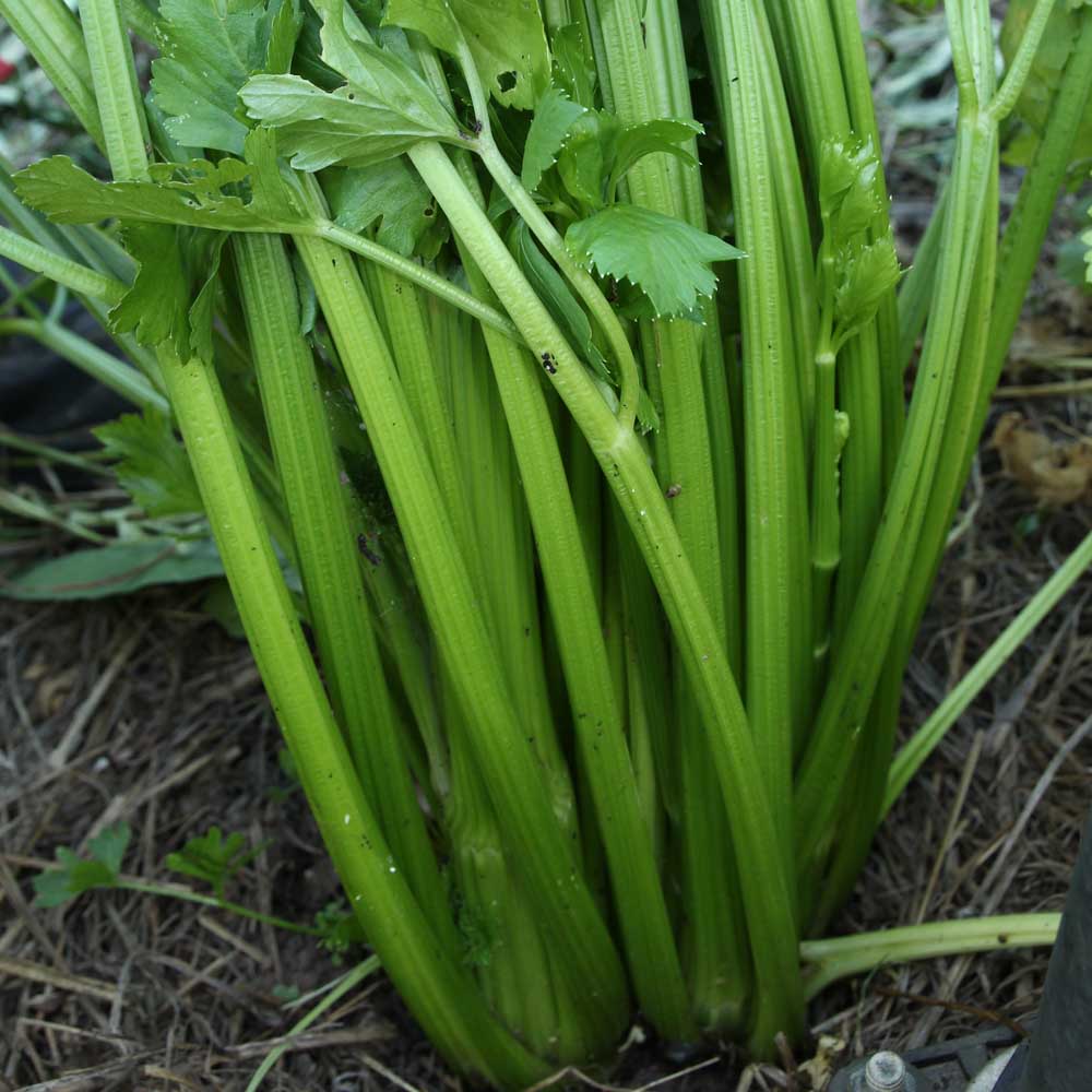 Growing Celery Blog