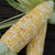 Anasazi Sweet Corn at eating stage