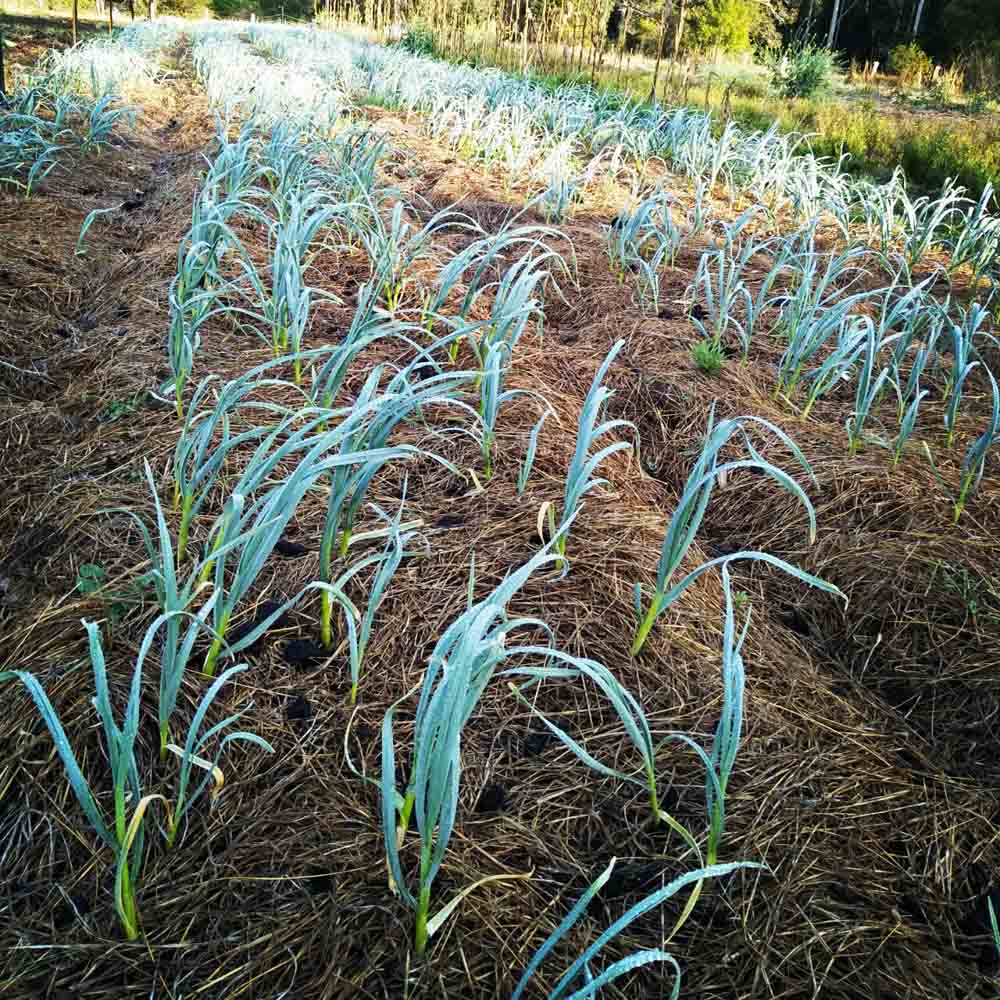 Growing Garlic