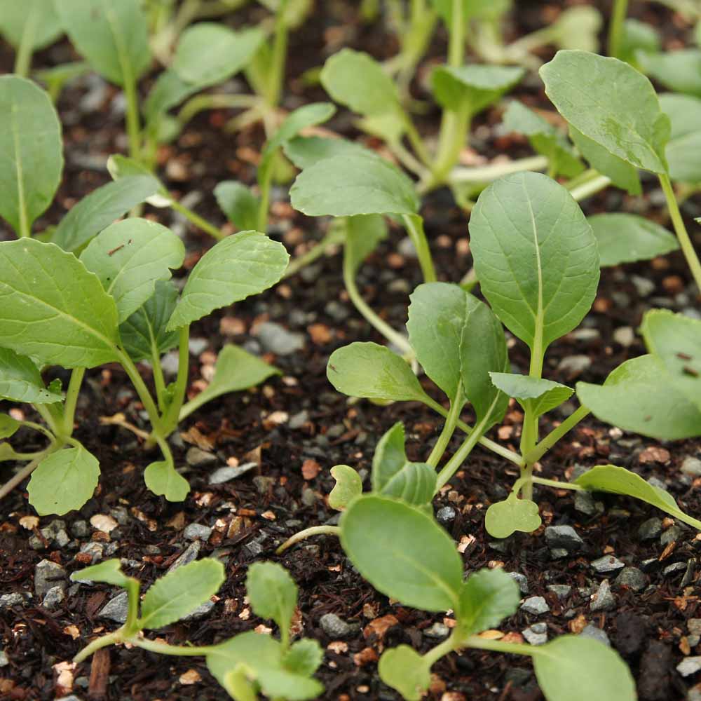 Young Seedlings in soil
