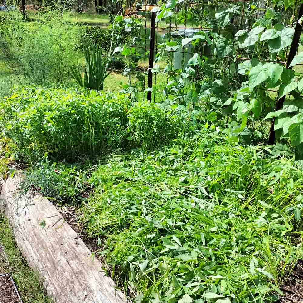 Sunn Hemp Green Manure Cover Crop