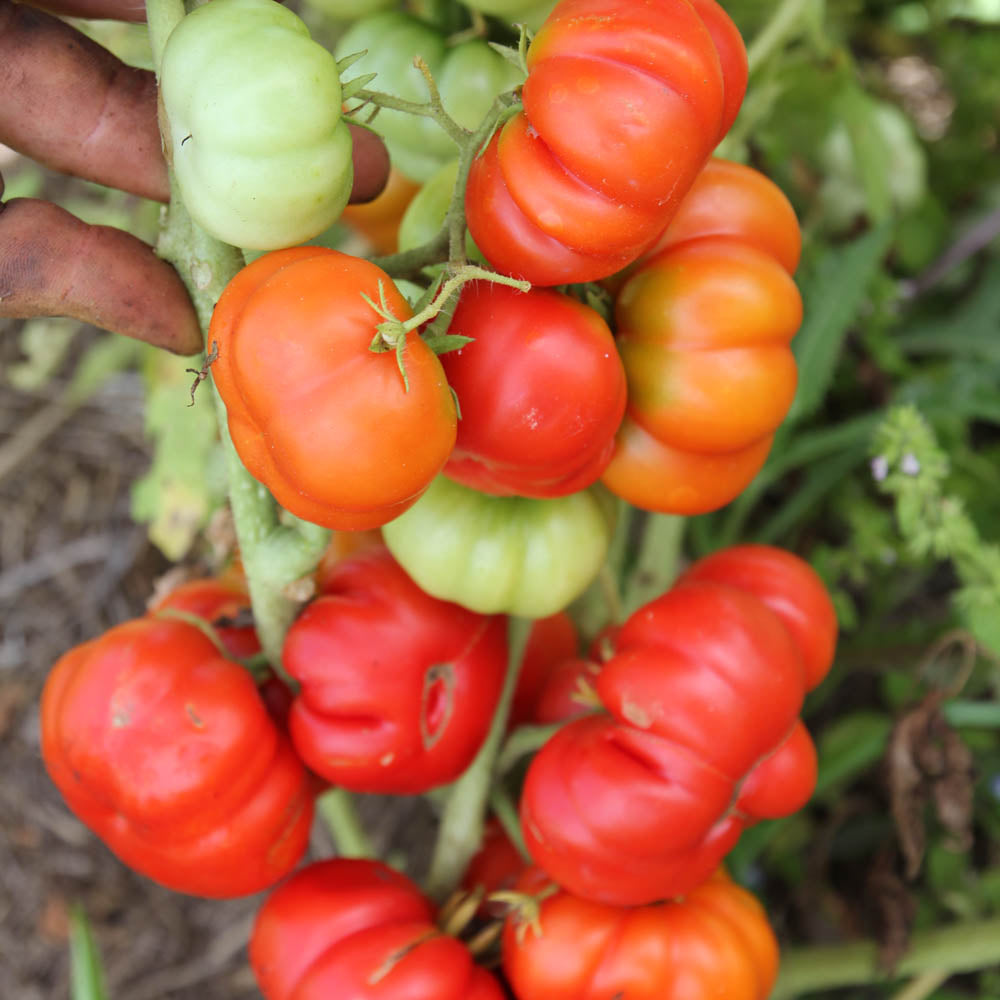 Santorini Tomato Plant