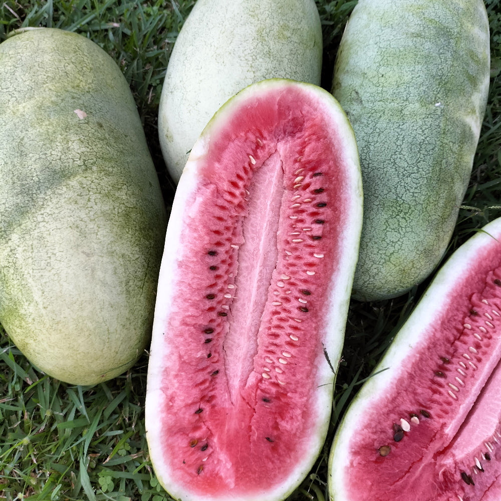 Melons a Plenty - Rockmelons & Watermelons