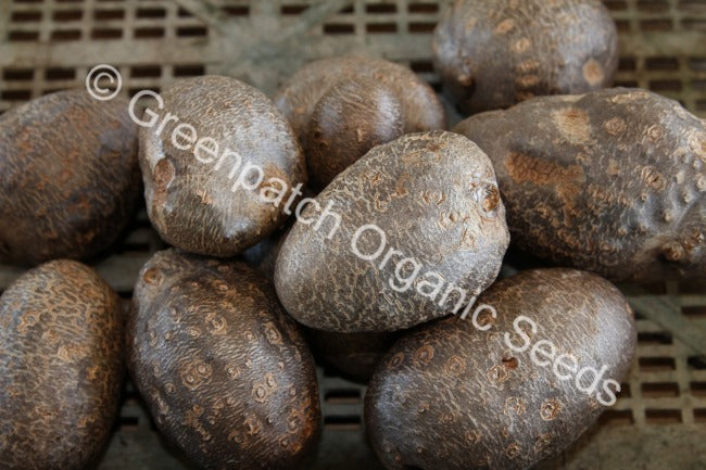Aerial Potato Plants