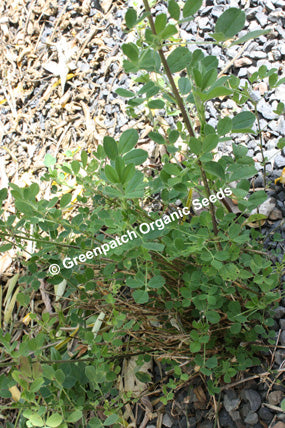 Sprouting and Microgreen Seeds