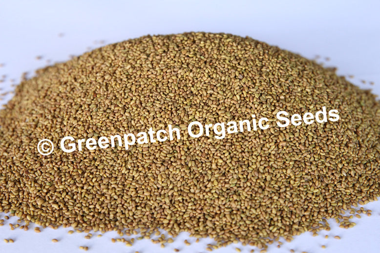 Alfalfa Seeds for Pasture