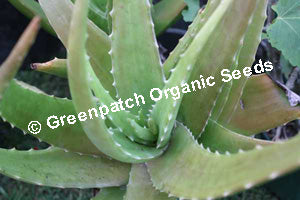 aloe vera plant for sun burn Buy Organic Aloe Vera Plants