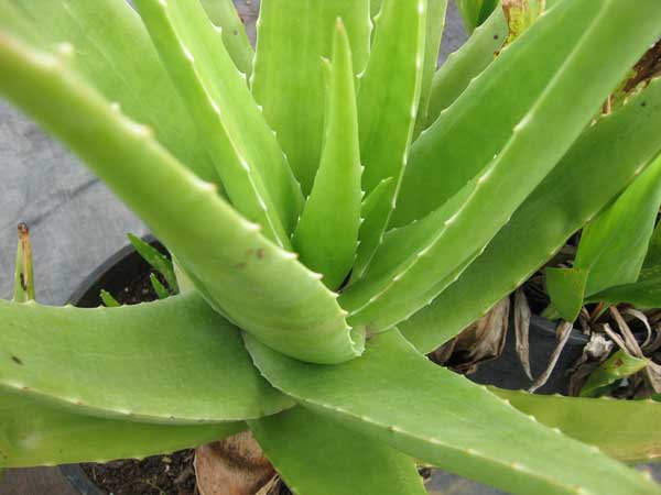 Aloe Vera Plant
