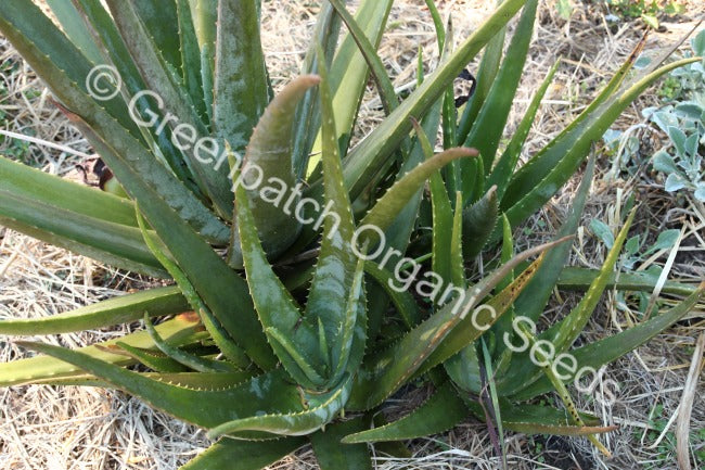 certified organic aloe vera plant Aloe barbadensis Plants