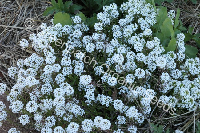 Alyssum Seed