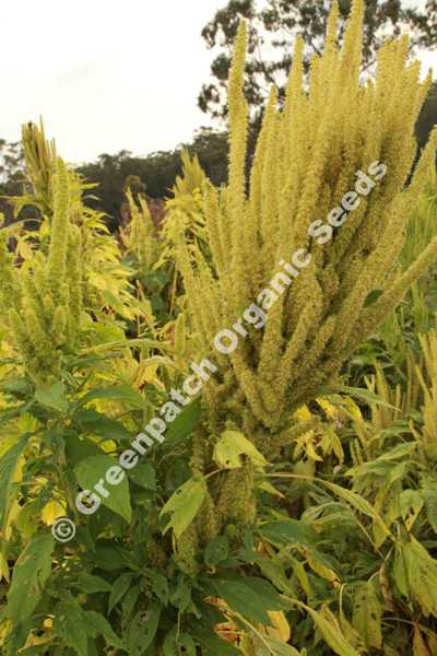 Amaranth Seeds