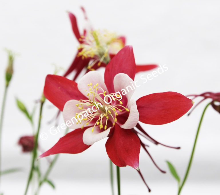 Aquilegia McKanna Giant Flower Seeds