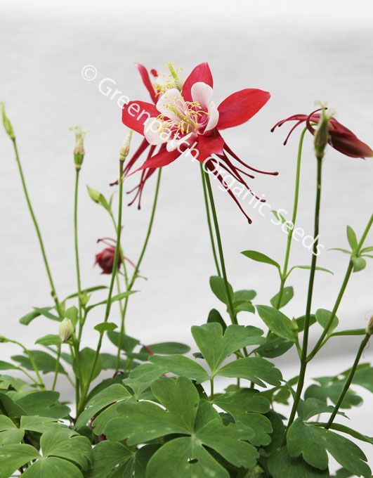 Aquilegia McKanna Giant Flower Seeds