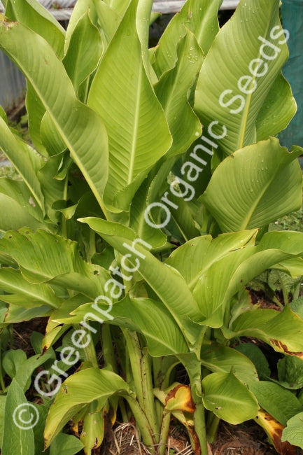 QLD Arrowroot Plants