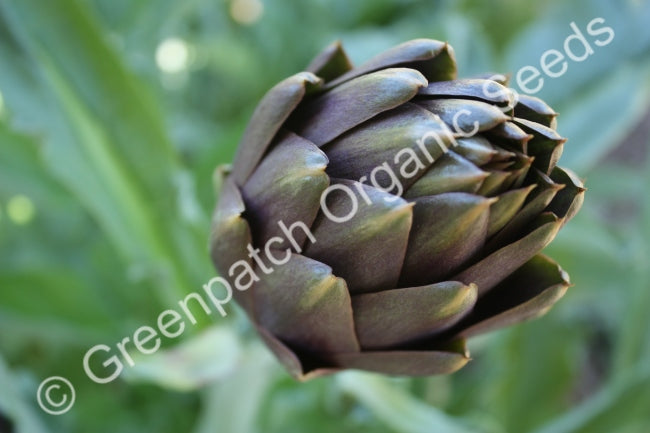 Artichoke Seeds