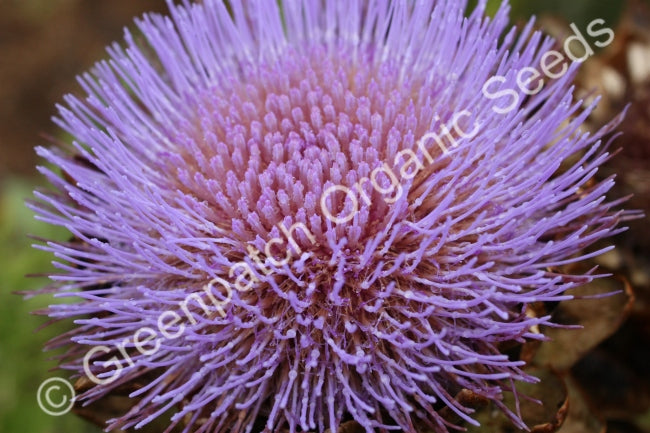 Globe Artichoke Seeds