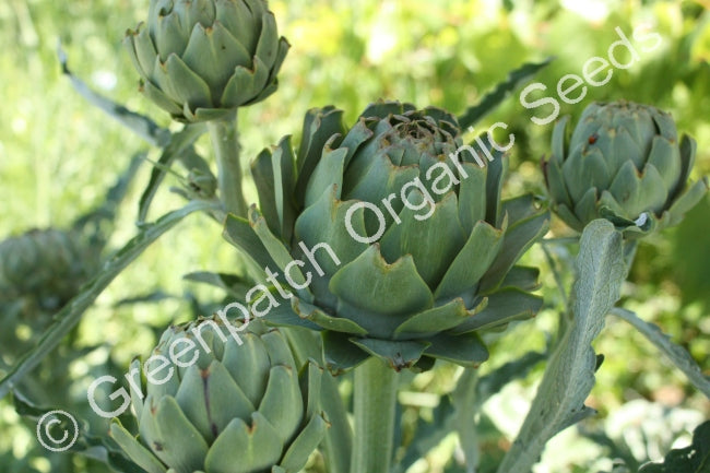 Globe Artichoke Seeds