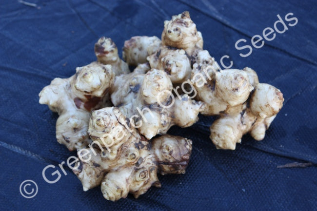 Jerusalem Artichoke Plants