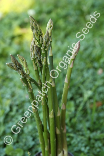 Asparagus - Argenteuil Seed