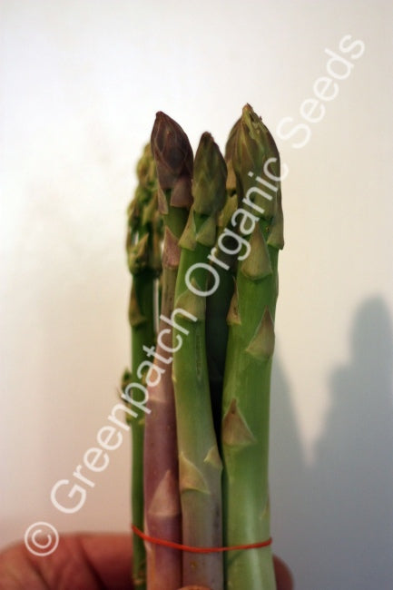 Asparagus - Mary Washington Seed