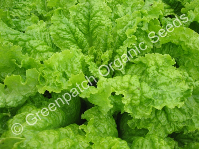 Australian Yellow Lettuce Seeds