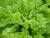 Lettuce Seed