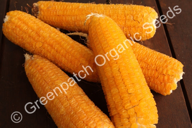 Balinese Sweet Corn Seeds