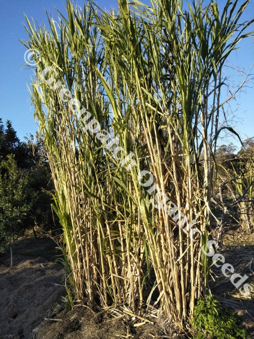 Bana Grass Plant