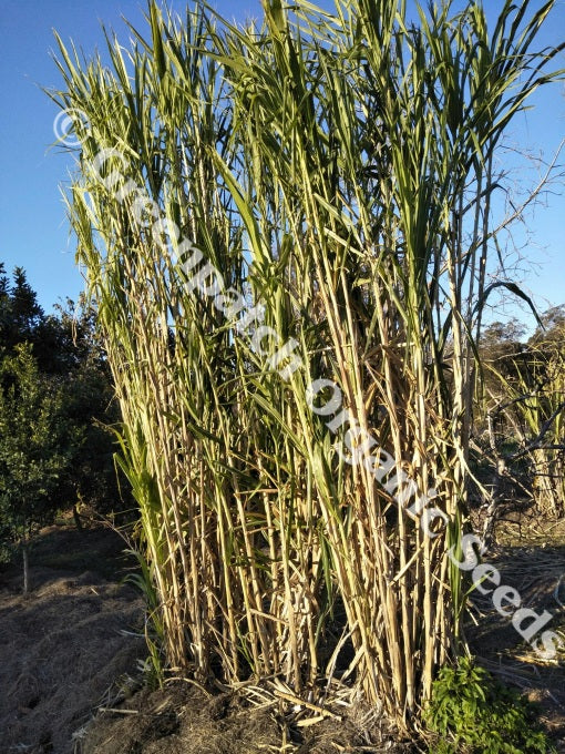Bana Grass Plants Cuttings
