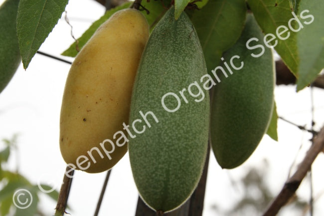 Passionfruit - Banana Plant
