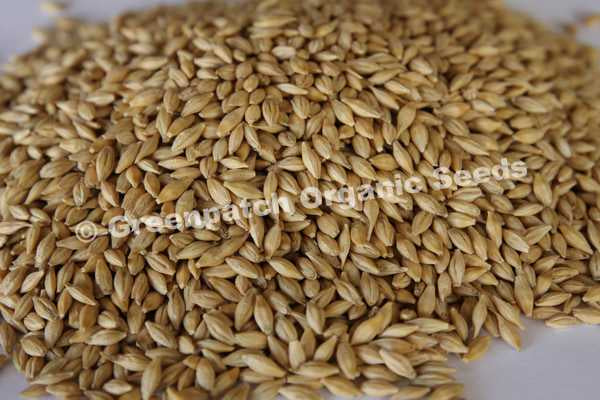 Barley Grain Seed