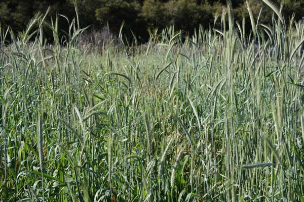 Barley Seed for planting