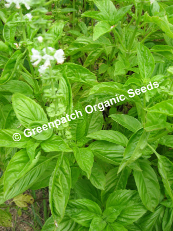 Sweet Genovese Basil Seeds