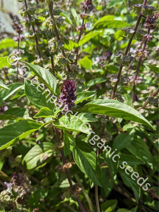 thai basil seeds from plant Thai Basil Seed Packet