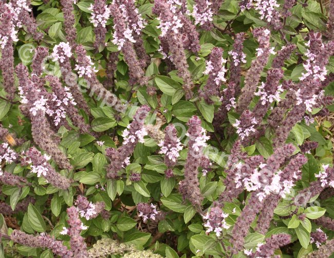 African Blue Basil Plants