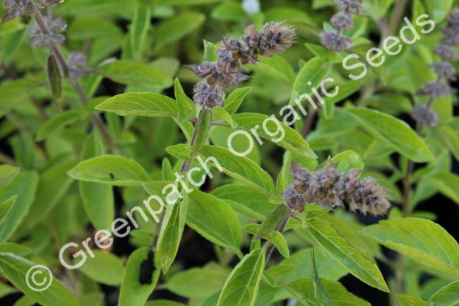 Basil - Sweet Perennial Plant