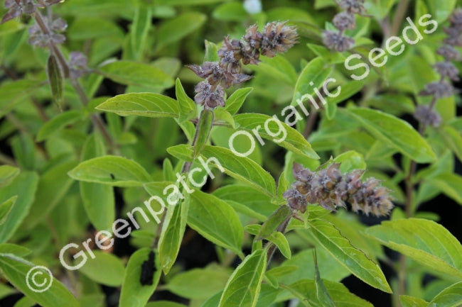 Herbs and Edible Potted Plants - Certified Organic - Greenpatch Organic ...