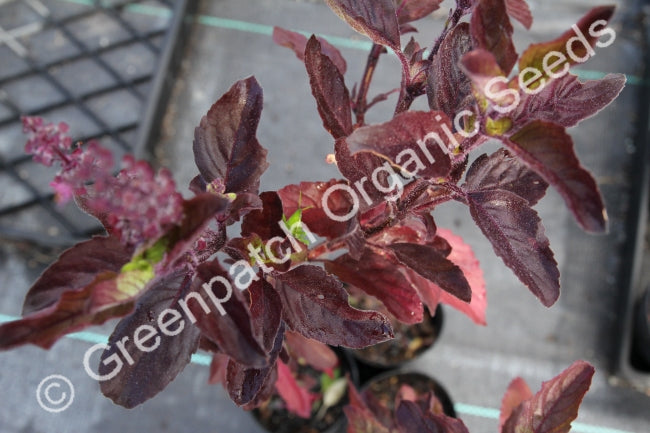 Sacred/Holy Basil Plants