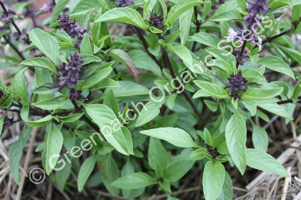 plant with licorice flavoured seeds Licorice Basil Seed