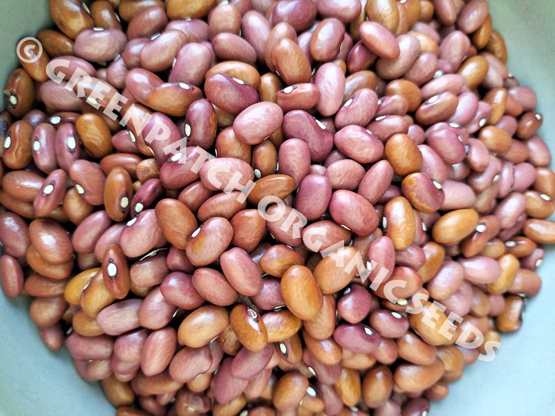 Bean Drought Resistant Semi Climber Seeds