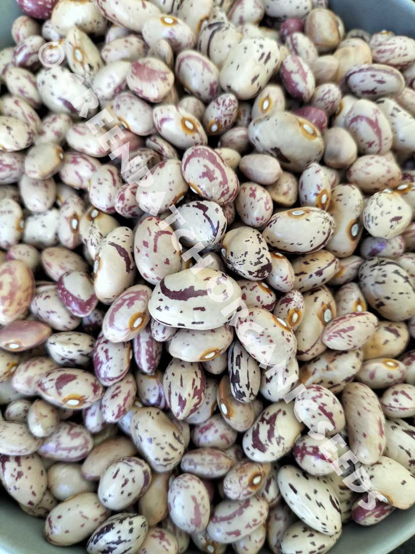 Bean Climbing - Inferno Borlotti