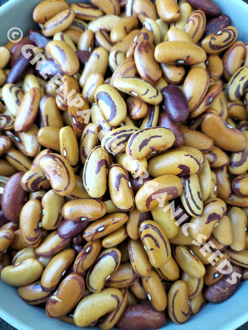 Bean Bush - Ojo De Tigre