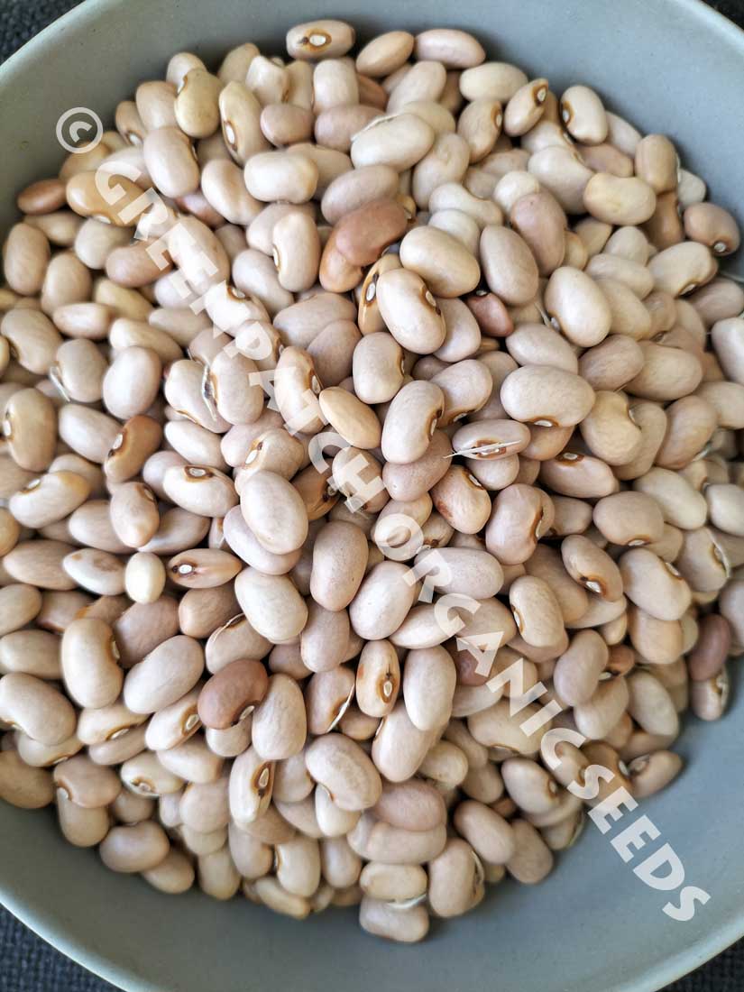 Bush Bean Red Swan Seeds for Sowing
