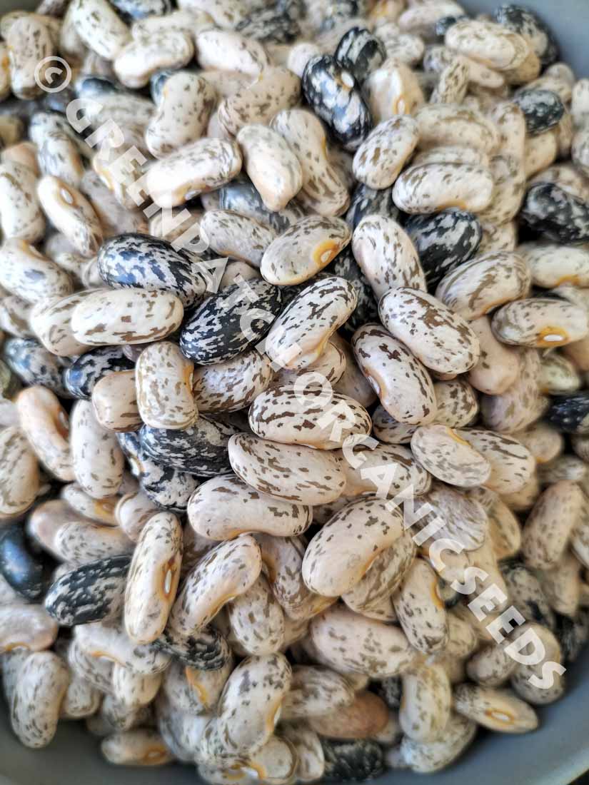 Willmar Pinto Bean Seeds