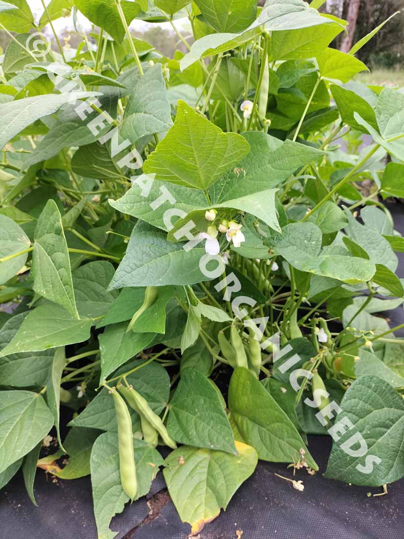 Bush Bean Yin Yang Plant Seeds