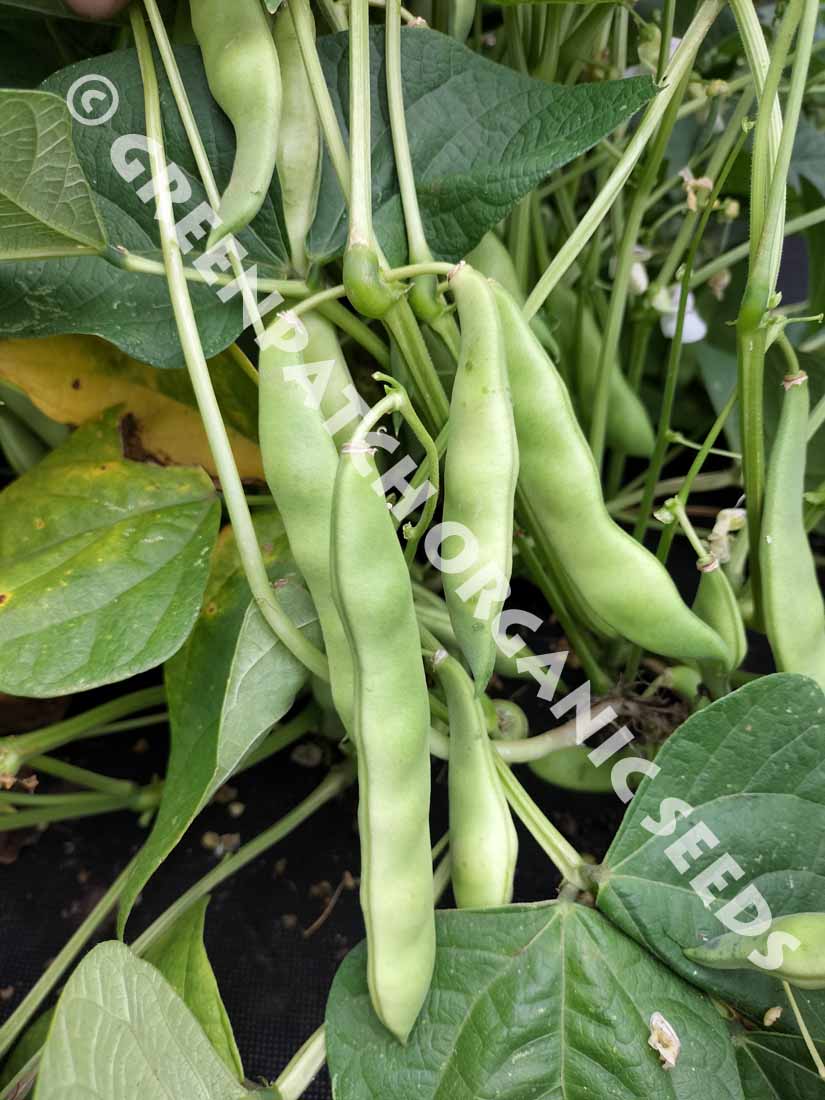 Bush Bean Yin Yang Seeds