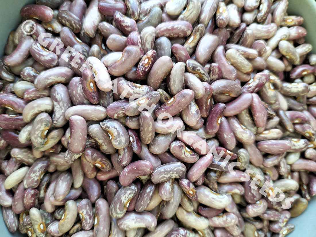Devil Fin Precoce Bean Seed